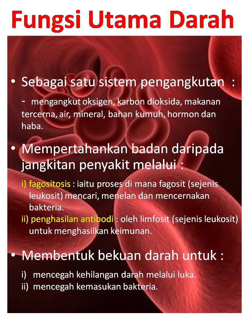 Fungsi Utama Darah « Wannura Anatomi